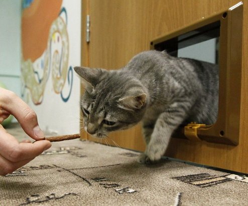Дверца для кошек "Барсик"