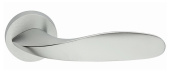 Frascio Leaf